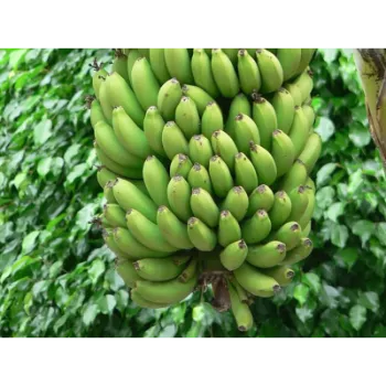 Green Banana  (47)-3199522-59965.webp